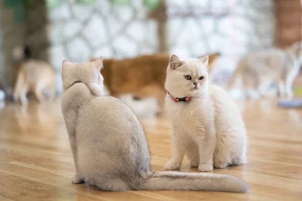 Beyaz Kedi Gri Kahverengi Oyun Odasında Yumuşak Odak — Stok fotoğraf