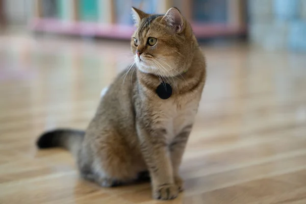 Gato Blanco Gris Marrón Jugar Habitación Enfoque Suave —  Fotos de Stock