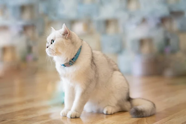 White Cat Gray Brown Play Room Soft Focus — Stock Photo, Image