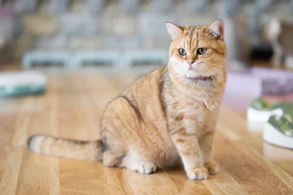 Beyaz kedi - gri - kahverengi oyun odasında, yumuşak odak