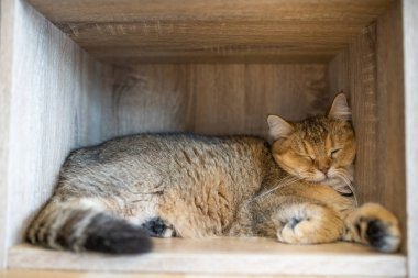 Kahverengi kedi uyurken odasında ahşap dolaplar.