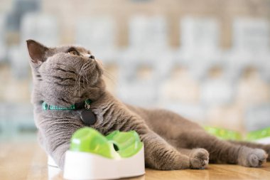 Gri kedi mutlulukla odasında yerde yatan.