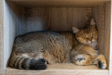 Kahverengi kedi uyurken odasında ahşap dolaplar.