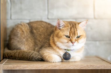 Kahverengi kedi mutlulukla room.soft odak katta oturuyor..