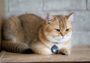 Kahverengi kedi mutlulukla room.soft odak katta oturuyor..