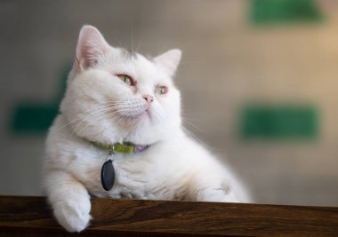 Beyaz kedi odasında yerde yatan.