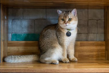 Esmer harika oda ahşap dolapta oturur..