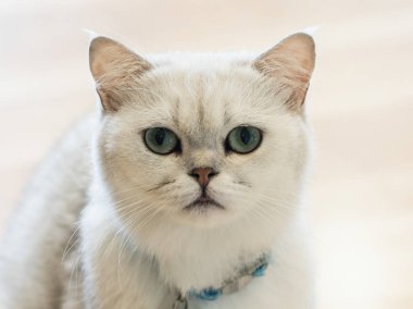 Beyaz-gri kedi harika oda katta oturuyor..