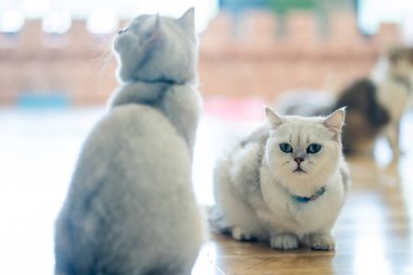 Beyaz-gri kedi harika oda katta oturuyor..