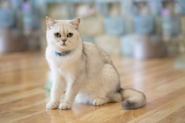 Beyaz-gri kedi harika oda katta oturuyor..