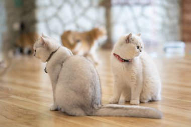 Beyaz-gri kedi harika oda katta oturuyor..