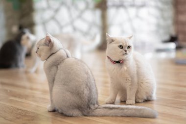 Beyaz-gri kedi harika oda katta oturuyor..