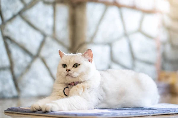 Beyaz kedi odasında yerde yatan.