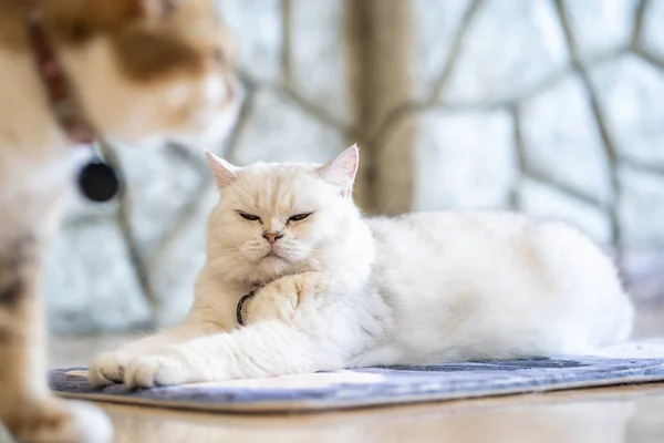 Chat Blanc Couché Sur Sol Dans Chambre — Photo