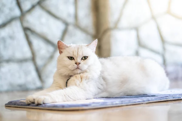 Biały Kot Leżący Podłodze Pokoju — Zdjęcie stockowe