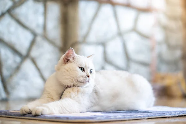 Άσπρος Γάτος Ξαπλωμένο Στο Πάτωμα Στο Δωμάτιο — Φωτογραφία Αρχείου