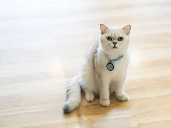 白灰色の猫は素晴らしく部屋で床に座ってください — ストック写真