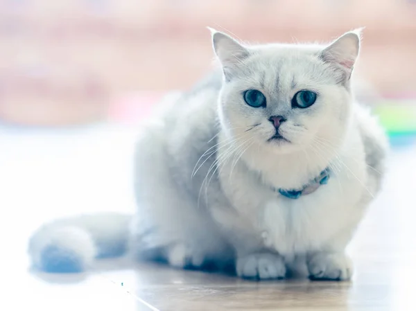 Gato Branco Cinza Senta Maravilhosamente Chão Sala — Fotografia de Stock
