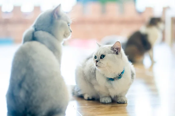 Vit Grå Katten Sitter Underbart Golvet Rummet — Stockfoto