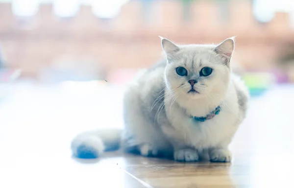 Λευκό Γκρι Γάτα Κάθεται Θαυμάσια Στο Πάτωμα Στο Δωμάτιο — Φωτογραφία Αρχείου