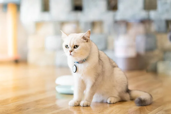 Vit Grå Katten Sitter Underbart Golvet Rummet — Stockfoto