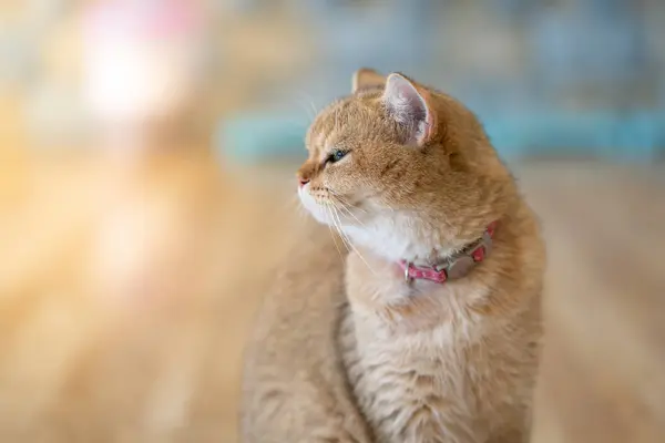 Kahverengi Kedi Mutlulukla Odasında Yerde Oturdu — Stok fotoğraf