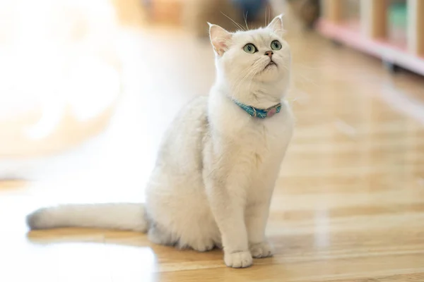 Vit Grå Katten Sitter Underbart Golvet Rummet — Stockfoto