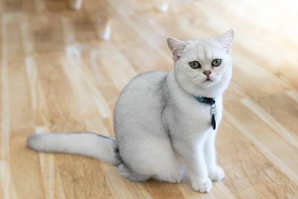 Gatto Bianco Grigio Siede Meravigliosamente Sul Pavimento Nella Stanza — Foto Stock