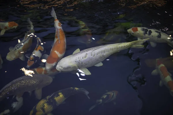 Muchos Peces Koi Nadan Estanque Enfoque Suave —  Fotos de Stock