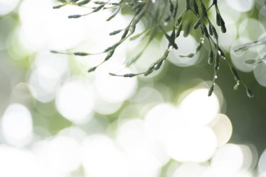 Spot odak Close-up, yeşil yaprakları Bulanık bokeh ve açık renkli lens olarak arka planda gündüz doğal bahçede.