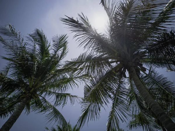 Coqueiro Céu Azul — Fotografia de Stock