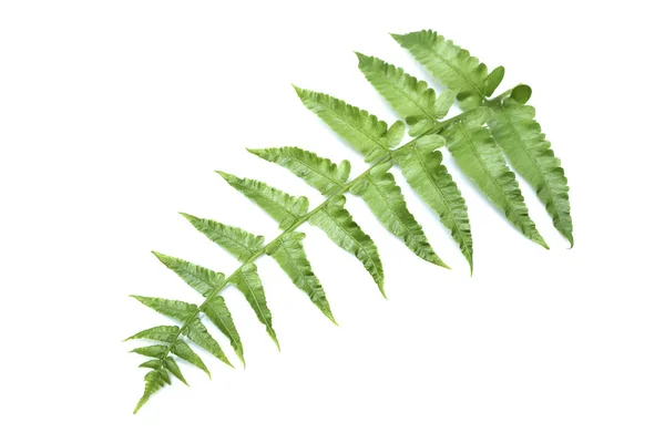 Green Fern Leaves Isolated White Background — Stock Photo, Image
