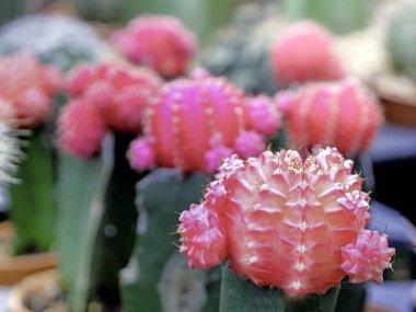 Kaktüs Küçük bahçede bahçede tencerede sevimli.