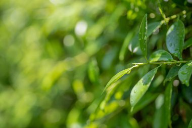 Spot odak Close-up, yeşil yaprakları Bulanık bokeh ve açık lens olarak arka plan olarak gündüz doğal bahçede. Sığ odaklama etkisi.