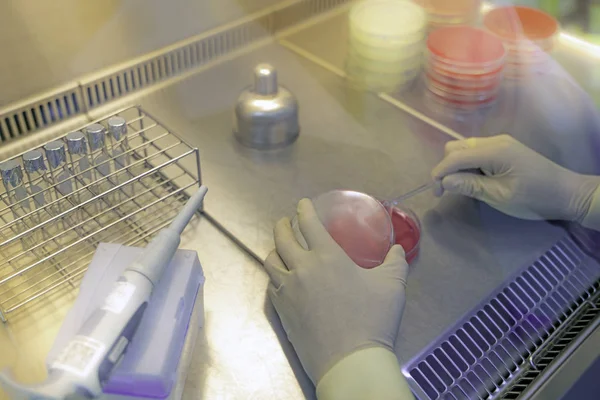 Mãos Cientistas Estão Trabalhando Pesquisa Bactérias Folhas Ágar Testes Laboratoriais — Fotografia de Stock