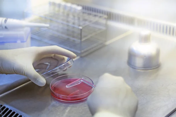 Mãos Cientistas Estão Trabalhando Pesquisa Bactérias Folhas Ágar Testes Laboratoriais — Fotografia de Stock