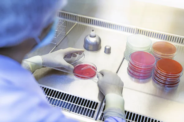 Руки Вчених Працюють Над Дослідженням Бактерії Агарових Листах Лабораторні Тести — стокове фото