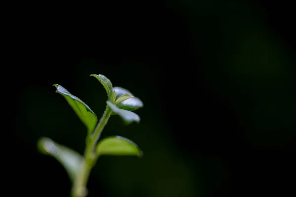 Spot Fokus Nahaufnahme Grüne Blätter Verschwommen Bokeh Als Hintergrund Den — Stockfoto