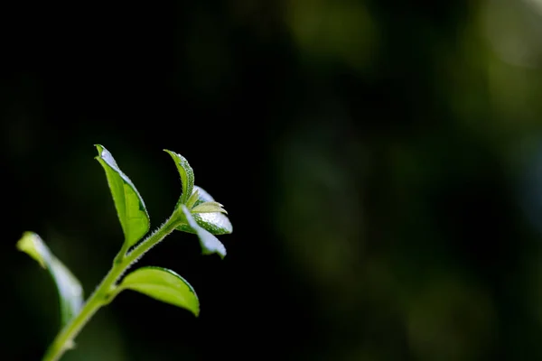 Enfoque Del Punto Primer Plano Hojas Verdes Bokeh Borrosa Como —  Fotos de Stock