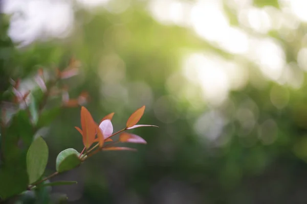 Mise Point Douce Feuilles Rouges Les Arbres Verts Flous Forment — Photo