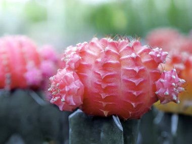 Bahçedeki saksılardaki küçük şirin kırmızı kaktüsler birçok kırmızı kaktüsün arka planını bulanıklaştırdı. Kaktüs üzerindeki dikenler, sığ odak etkisi..