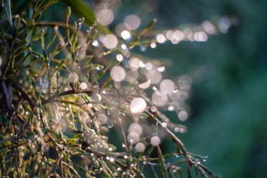 Spot odak yakın çekim, yeşil yaprakları bulanık bokeh ve arka plan olarak adil lens gündüz doğal bahçesinde yağmur damlaları Ile. Yeşil yaprak deseni. sığ odak efekti.