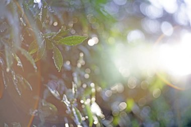 Spot odak yakın çekim, yeşil yaprakları bulanık bokeh ve arka plan olarak adil lens gündüz doğal bahçesinde yağmur damlaları Ile.