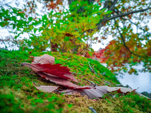 클로즈업 이끼에 배경은 야마가타 일본의 숲에서 나무입니다 — 스톡 사진