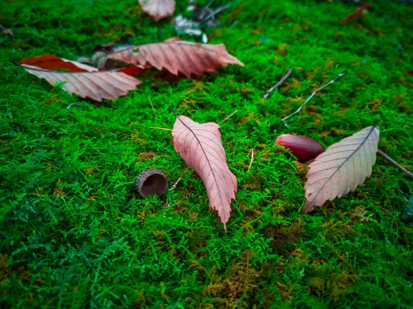 Bodové Zaměření Uzavření Červených Suchých Listů Zelené Mechu Pozadí Strom — Stock fotografie