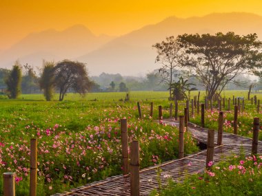 Bahçede cosmos pembe çiçekleri açıyor. Bambu yolları ile Kuzey Tayland'da yüksek dağların önünde güneşin sis ile sabah yükselen zamanda