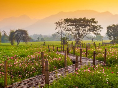 Bahçede cosmos pembe çiçekleri açıyor. Bambu yolları ile Kuzey Tayland'da yüksek dağların önünde güneşin sis ile sabah yükselen zamanda