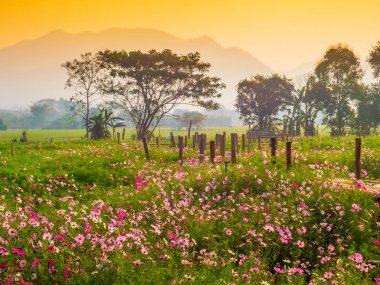 Bahçede cosmos pembe çiçekleri açıyor. Bambu yolları ile Kuzey Tayland'da yüksek dağların önünde güneşin sis ile sabah yükselen zamanda