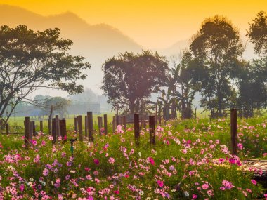 Bahçede cosmos pembe çiçekleri açıyor. Bambu yolları ile Kuzey Tayland'da yüksek dağların önünde güneşin sis ile sabah yükselen zamanda