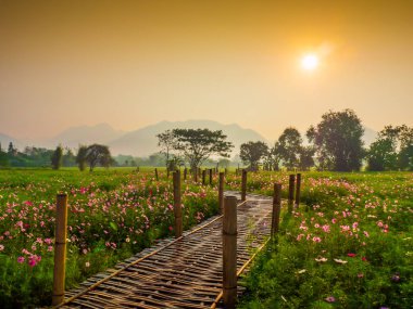 Bahçede cosmos pembe çiçekleri açıyor. Bambu yolları ile Kuzey Tayland'da yüksek dağların önünde güneşin sis ile sabah yükselen zamanda